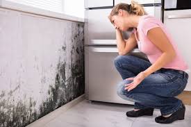 Mold Odor Removal Services in Laton, CA